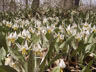White Trout Lilies